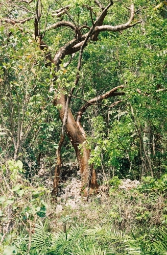 L'arbre tortueux