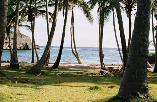 Les palmiers avant la plage
