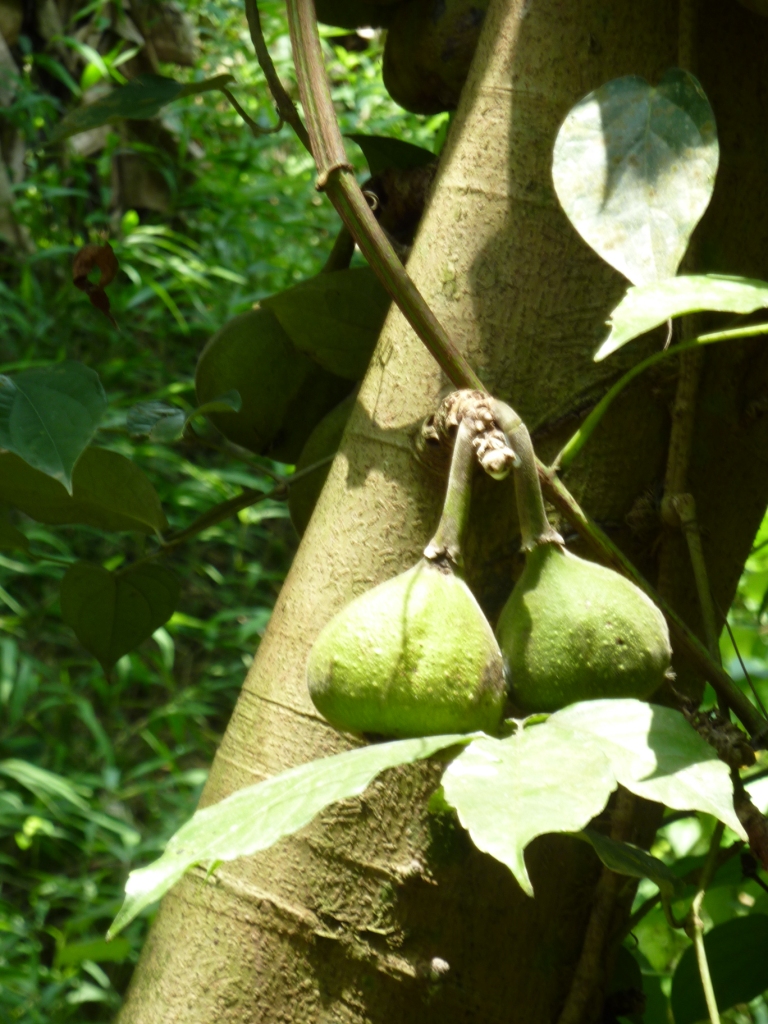 Figues gantes