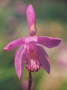 Orchide du Japon